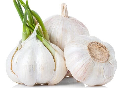 Garlic