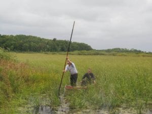 wild rice