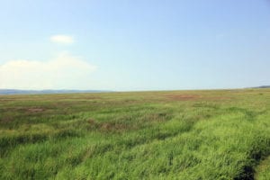 Salt Marsh