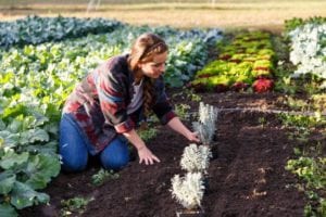 Small Farming