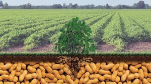 Peanut Legume Crops