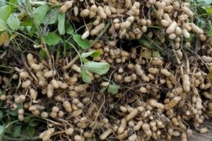 Harvesting Peanuts